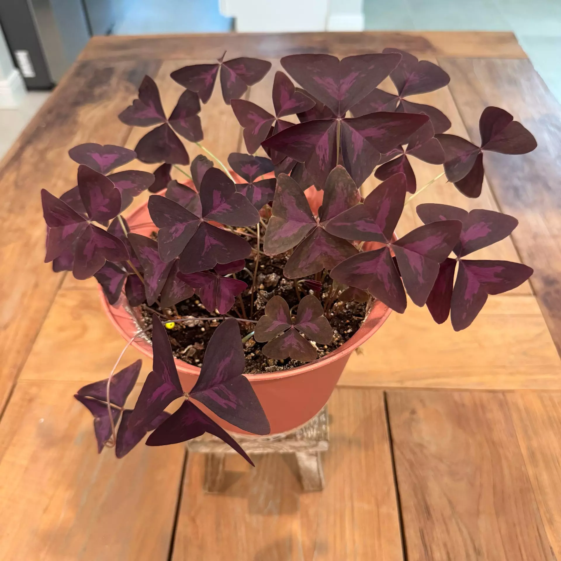 plant/Oxalis triangularis 6 inch 
Ref 2732-0