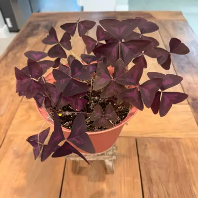plant/Oxalis triangularis 6 inch 
Ref 2732-0-thumbnail