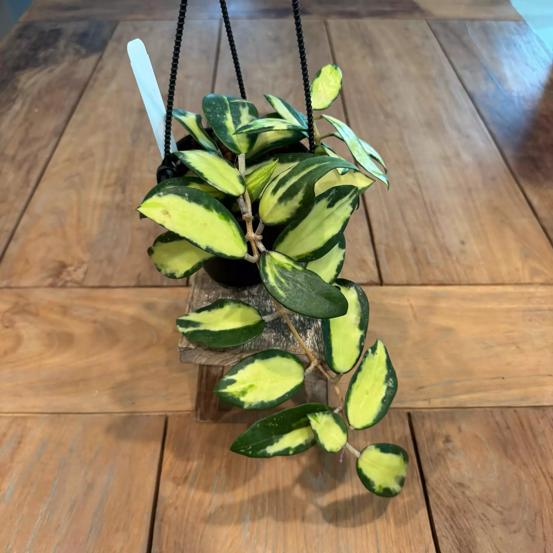 plant/Hoya Acuta inner variegated 4inch 
Ref 8909
-0