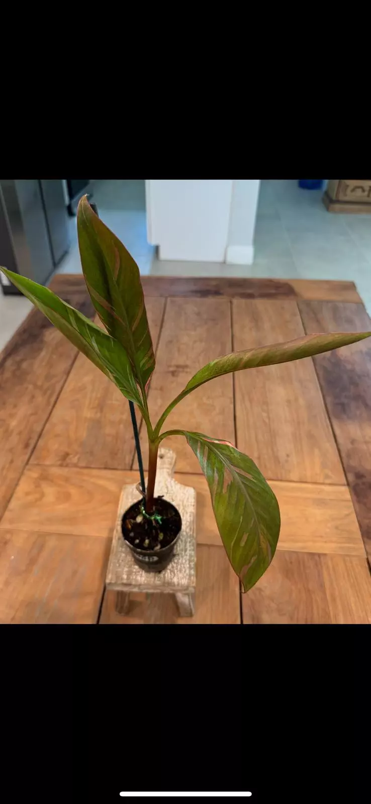 plant/Musa Nono 3.1/2 inch 
Ref 9965-0