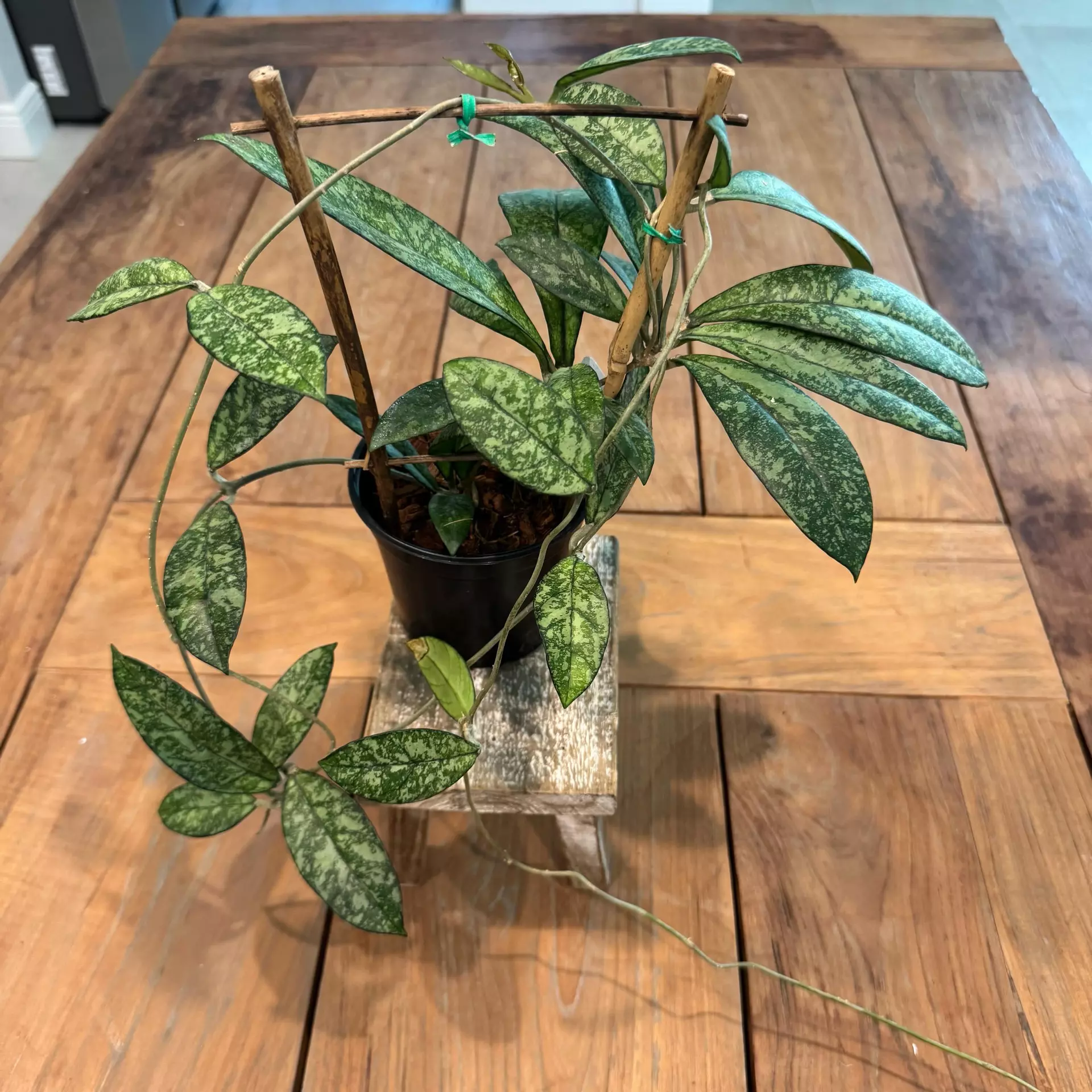 plant/Hoya crassipetiolata super splash 4 inch 
Ref2733
-0