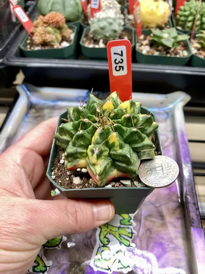 plant/735 Gymnocalycium Inermis Monstrose Variegated-0-thumbnail