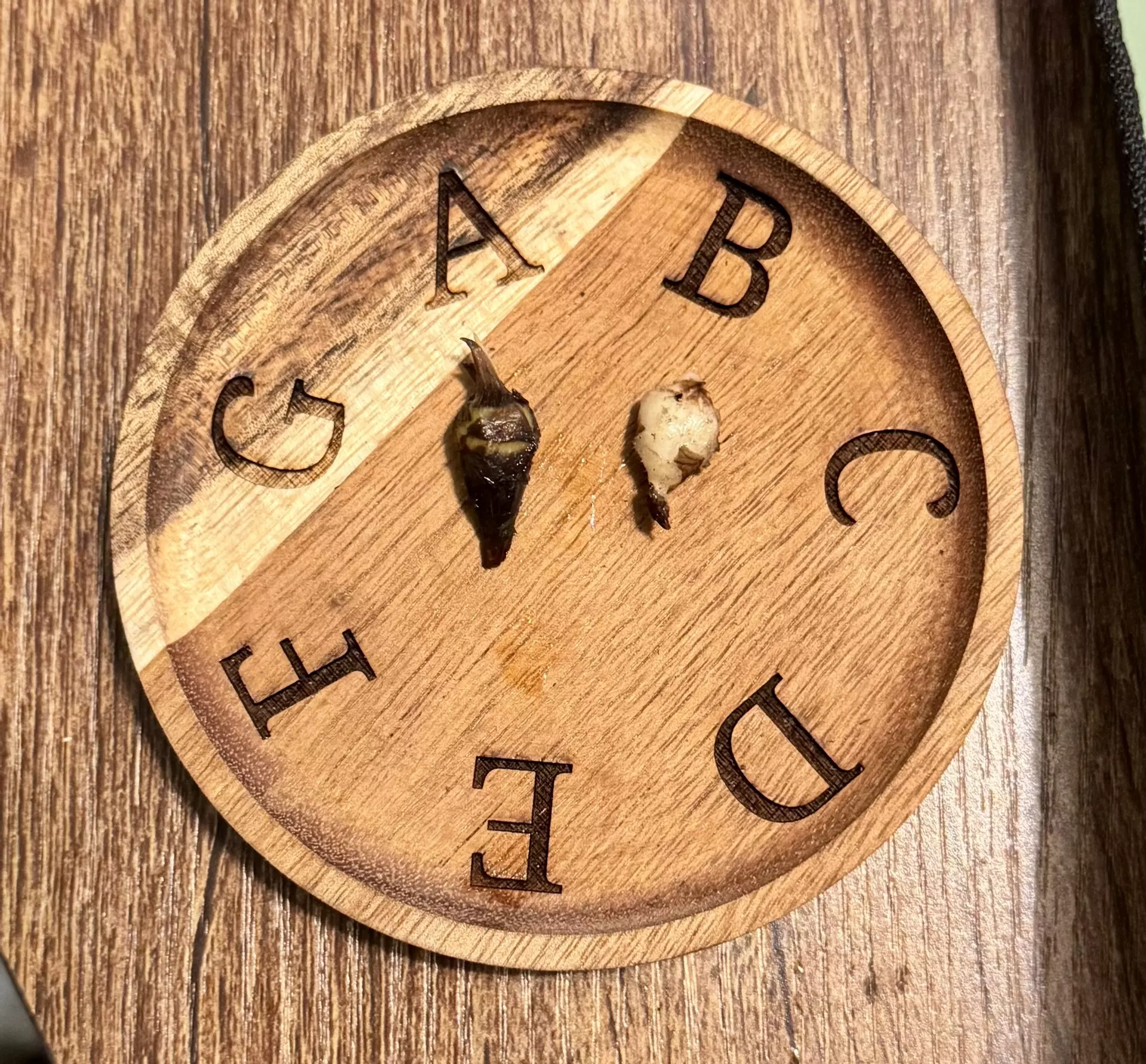 plant/Alocasia Longiloba corm “B” (mama NFS)-1