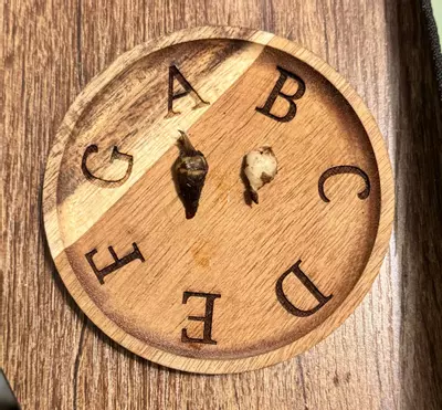 plant/Alocasia Longiloba corm “B” (mama NFS)-1-thumbnail