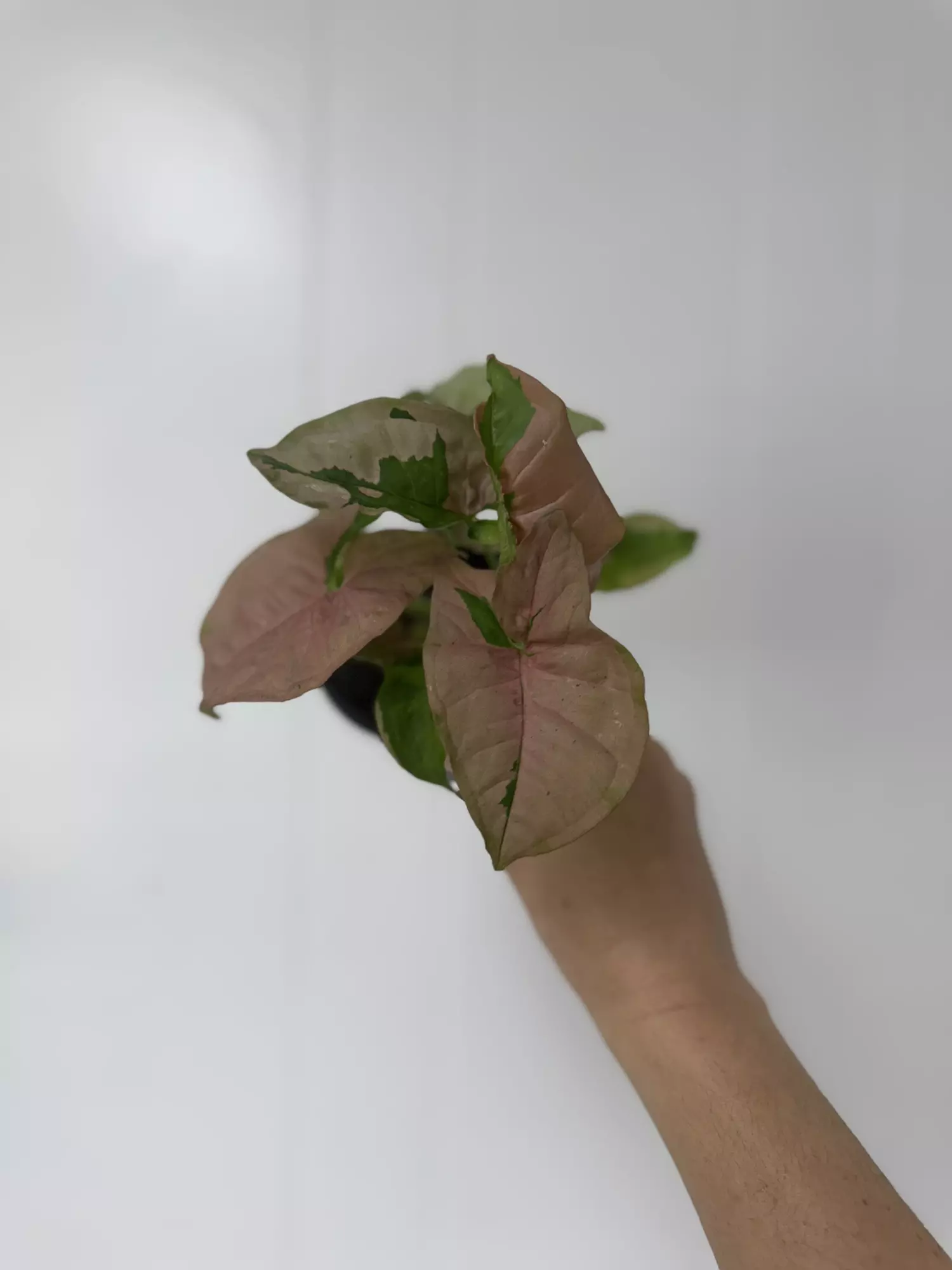 plant/Syngonium Pink Lava -0