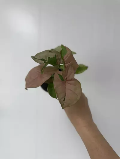 plant/Syngonium Pink Lava -0-thumbnail