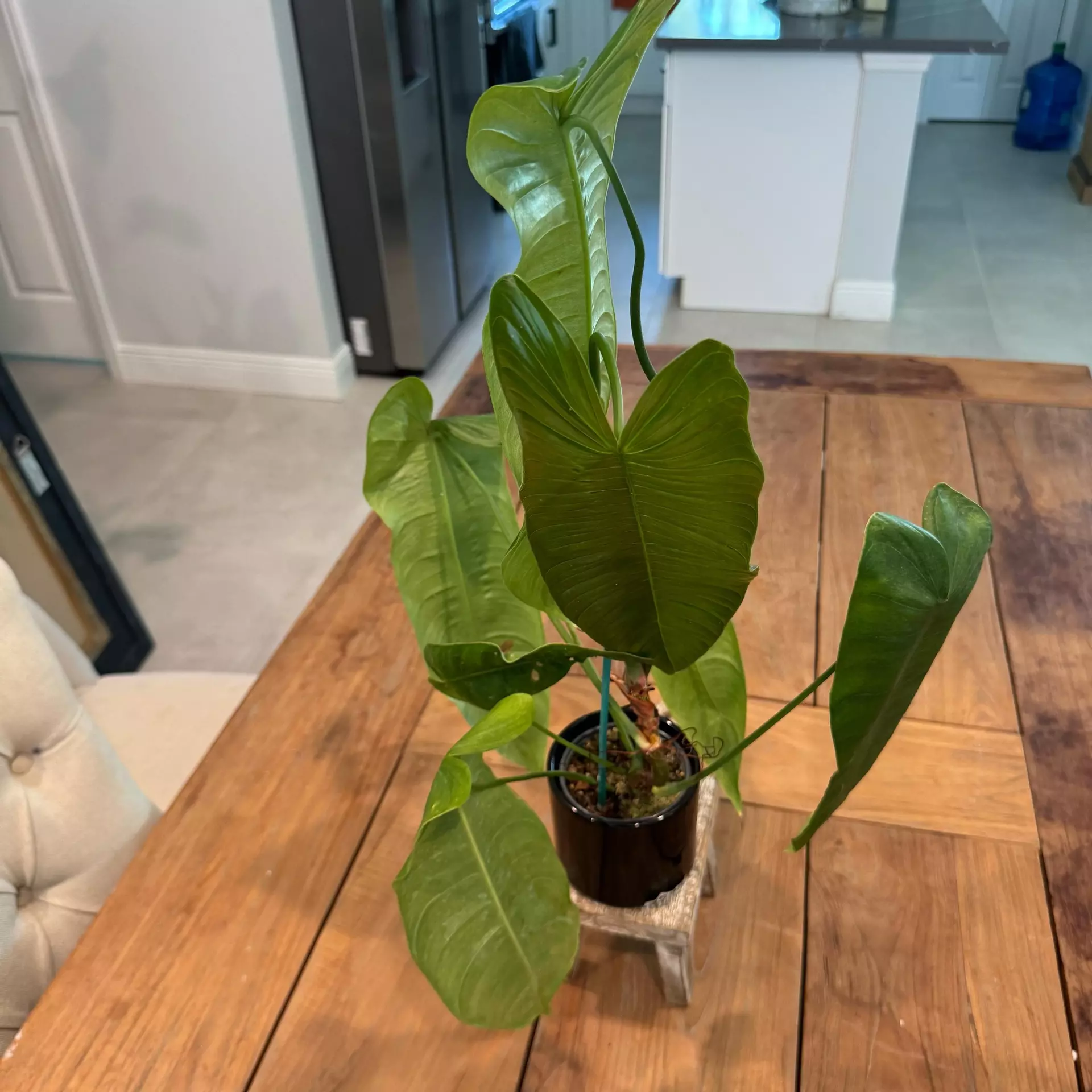 plant/Philodendron Sharonaie 4 inch 
Ref 0436
-0