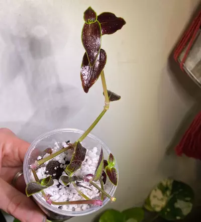 plant/Jose puig Gibasis tradescantia -0-thumbnail