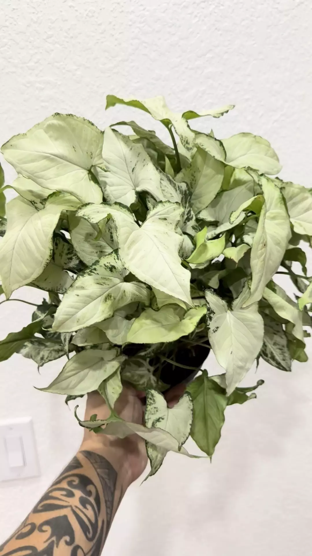 plant/Overgrown Syngonium holly multipot -0