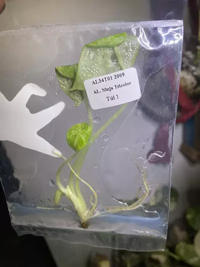 plant/Alocasia Ninja Tricolor Tissue Culture-1-thumbnail