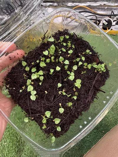 plant/A. Kolmanii s2 1 sprout growers choice-1-thumbnail