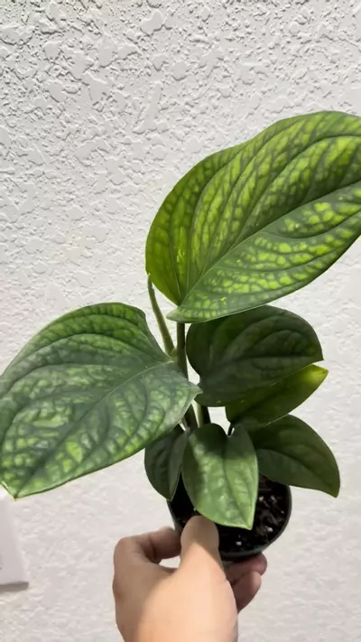 plant/Monstera pinnipartita -0-thumbnail