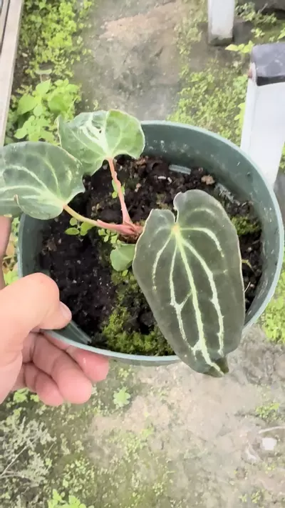 plant/Carla x soul reaper looking 🔥 -0-thumbnail