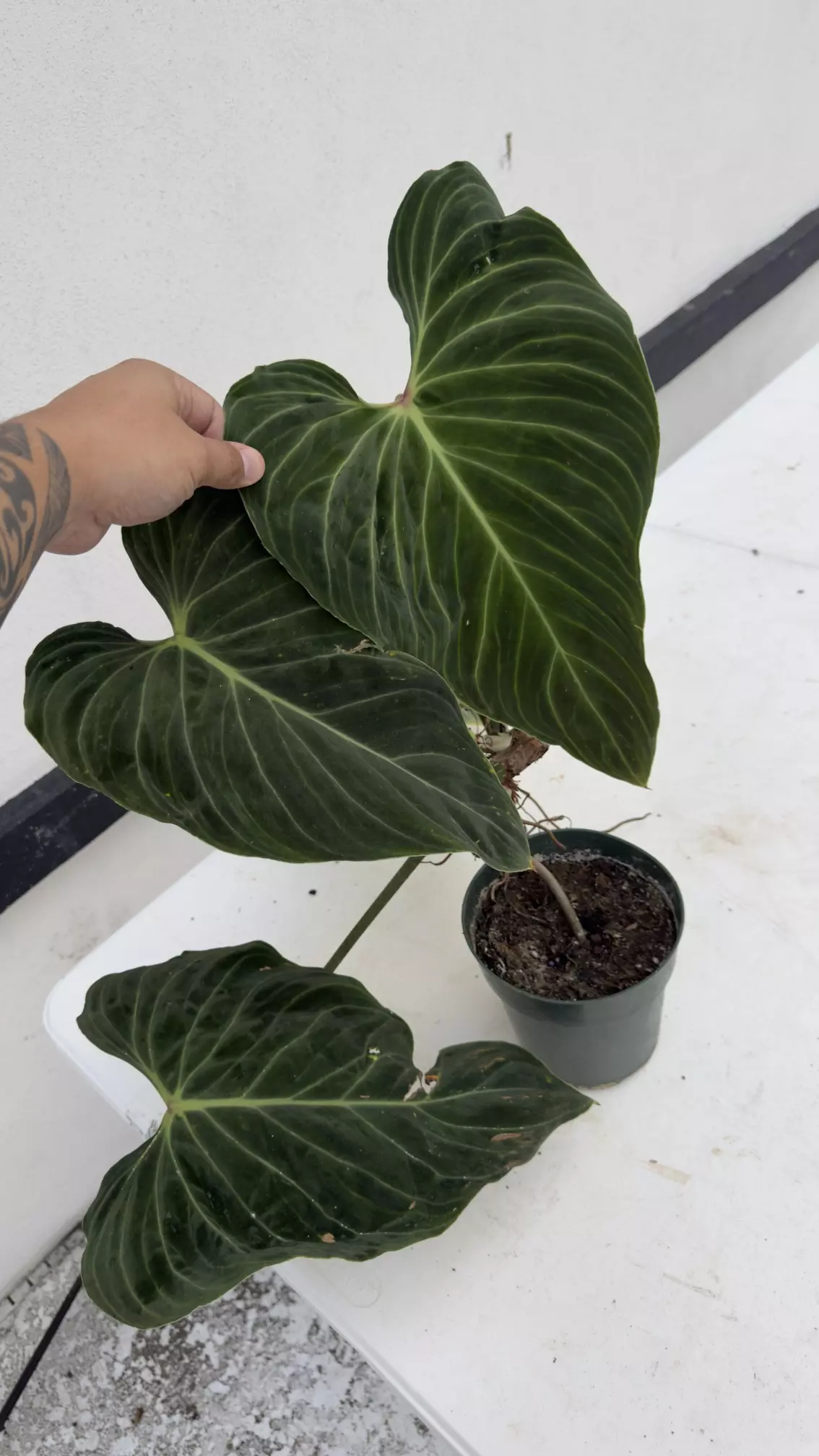 plant/Xl scale philo splendid -0