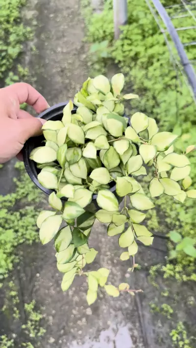plant/Hoya hueskeliana variegated -0-thumbnail