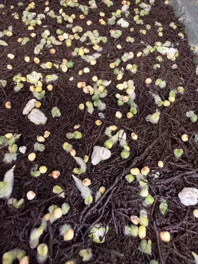 plant/SKG Gray x Tezula Red Crystal 1 germinated seed-2-thumbnail