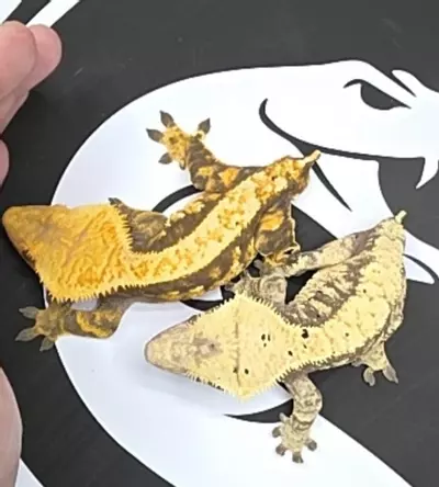 plant/Breeding pair-0-thumbnail