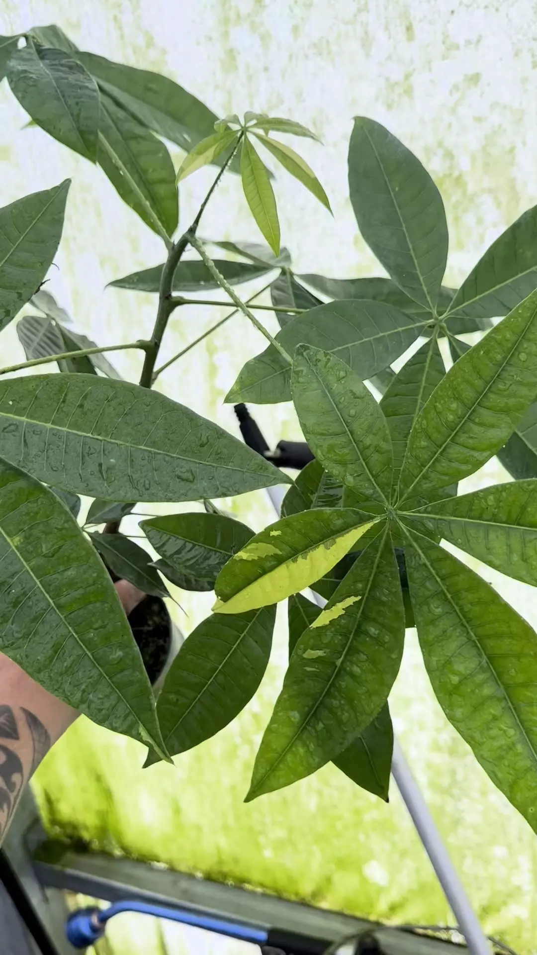 plant/Low color var money tree -0