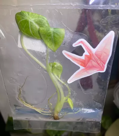plant/Alocasia Ninja Tricolor Tissue Culture-0-thumbnail