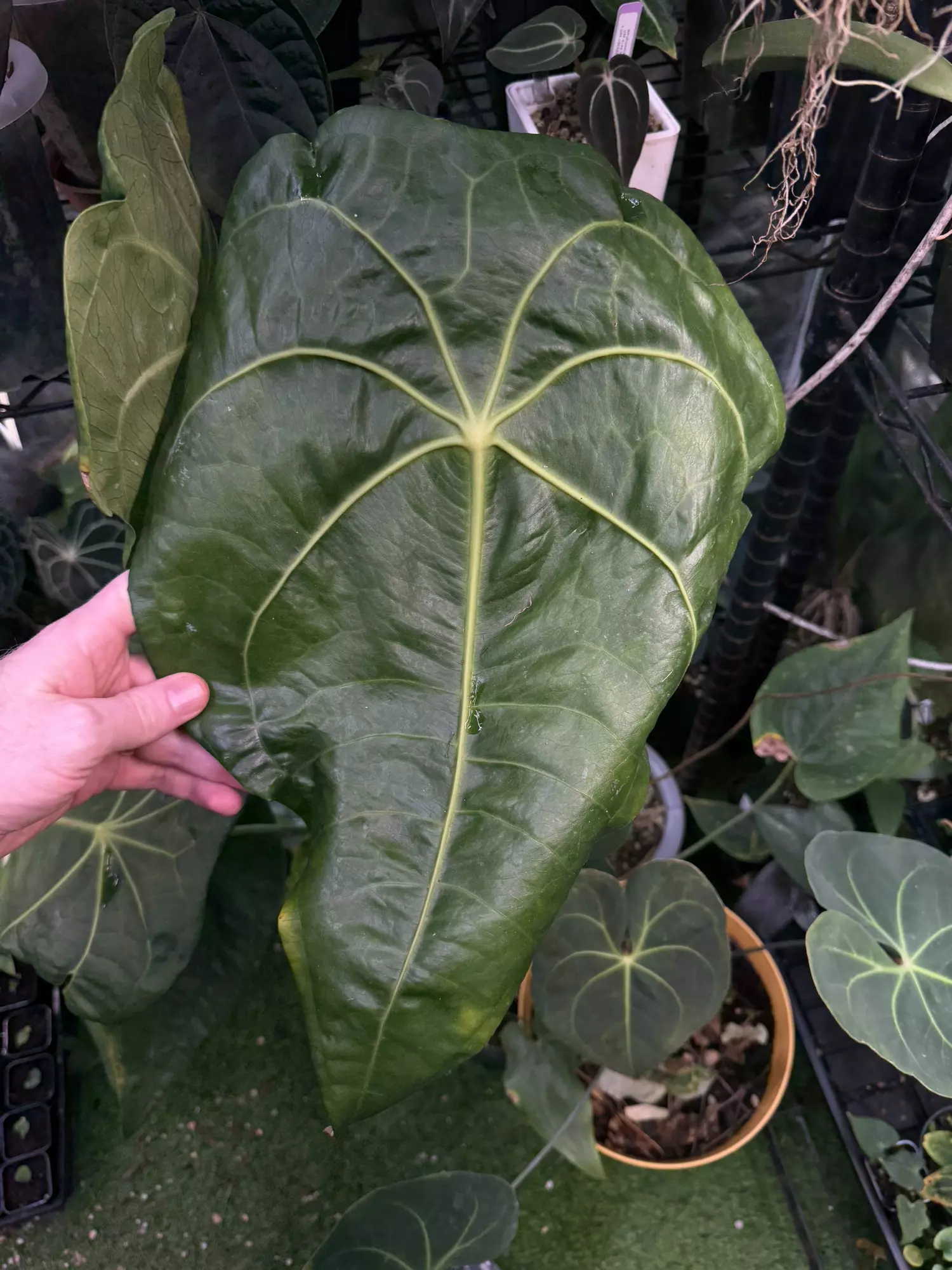 plant/A. Kolmanii s2 1 sprout growers choice-0