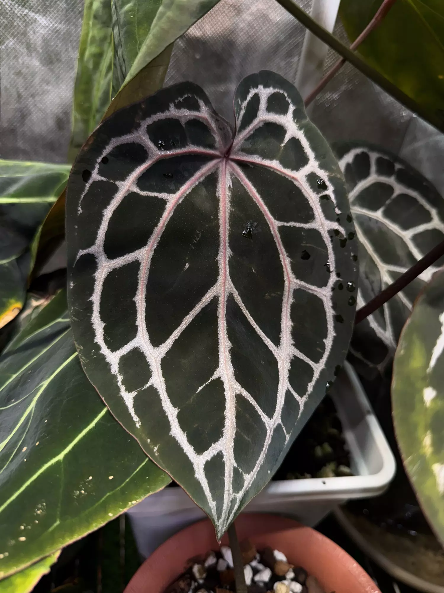 plant/SKG Gray x Tezula Red Crystal 1 germinated seed-1