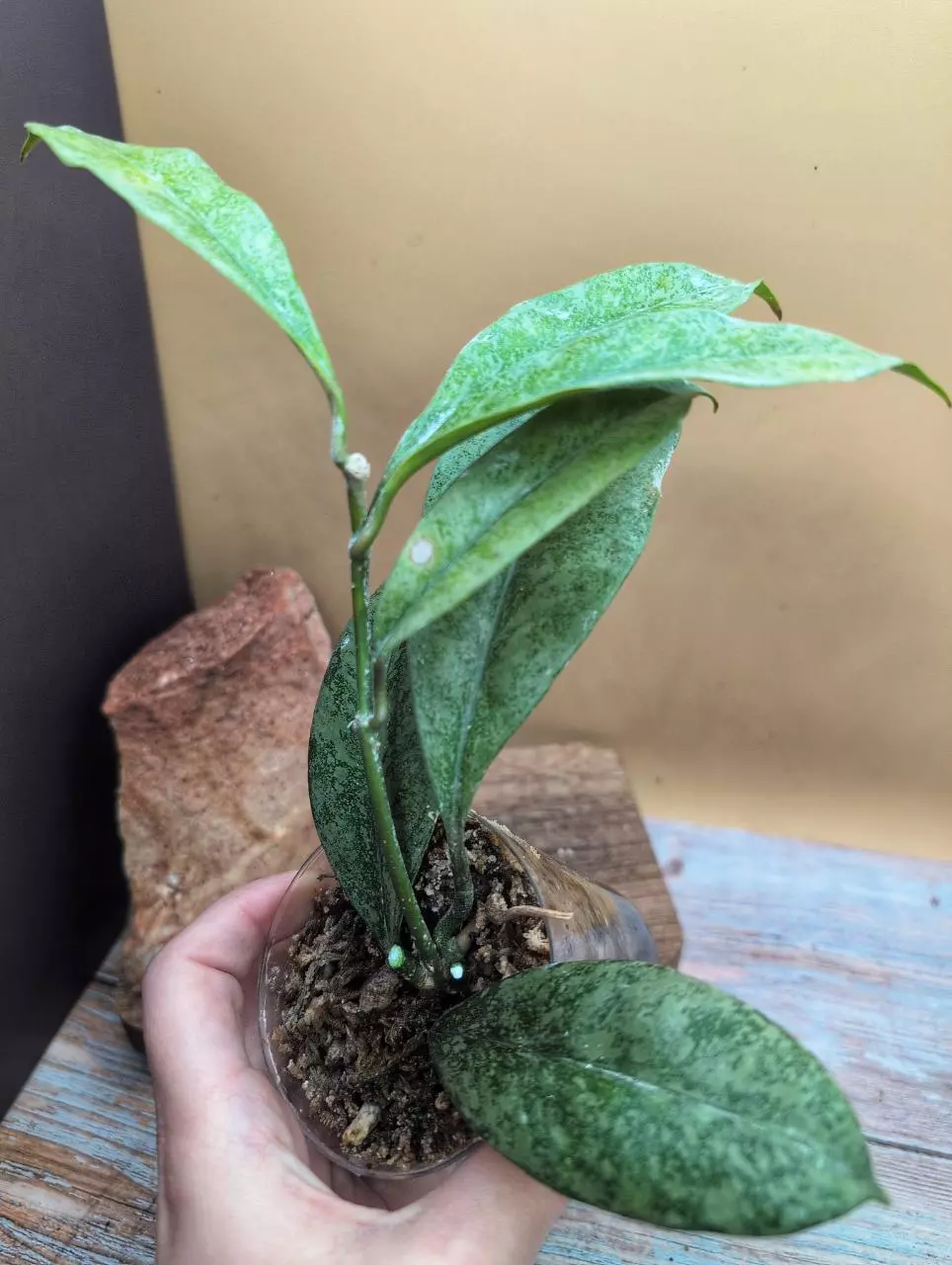 plant/Griffithii 'silver' clone 1-1