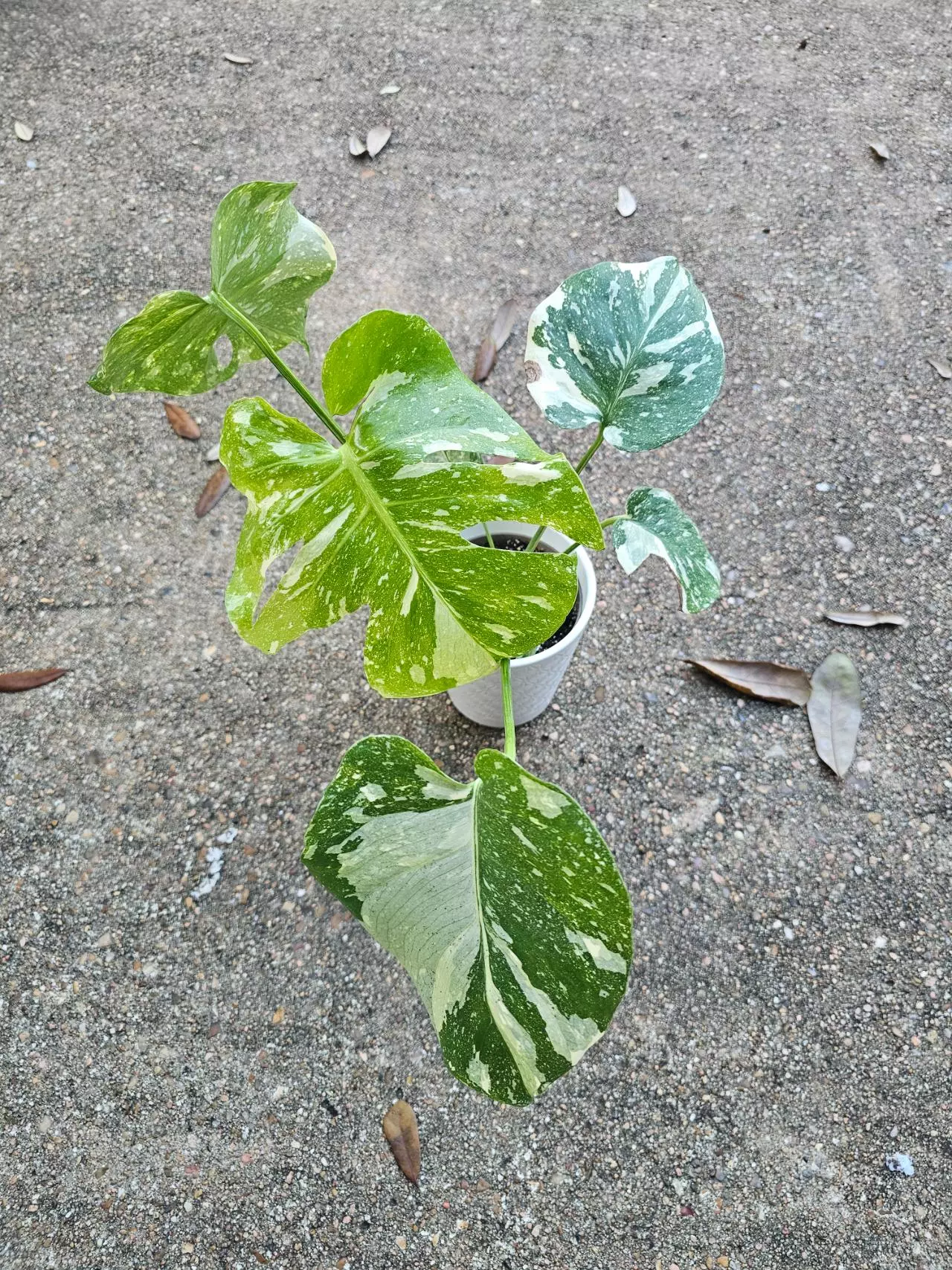 plant/Creme brulee thai constellation-1