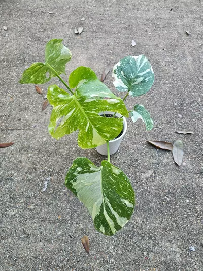 plant/Creme brulee thai constellation-1-thumbnail