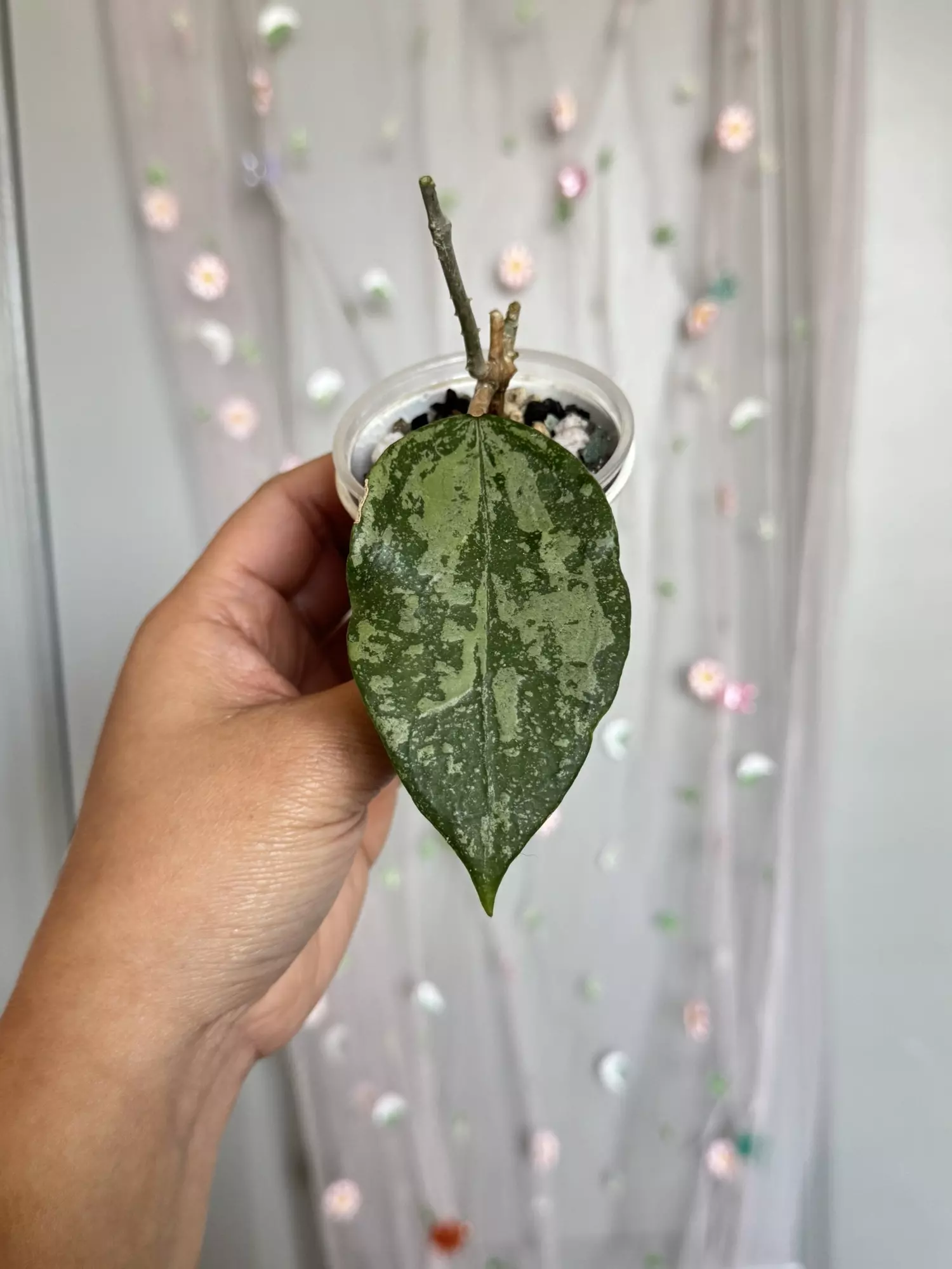 plant/Hoya KSB08 splash (rooted)-0