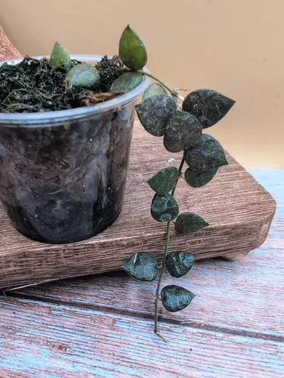 plant/Hirtusa-2-thumbnail