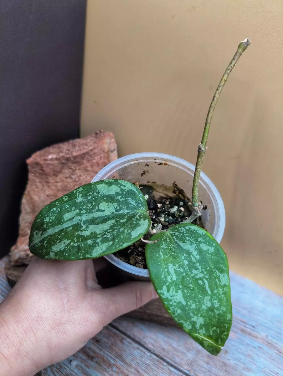 plant/Latifolia 'Snow Queen'-0