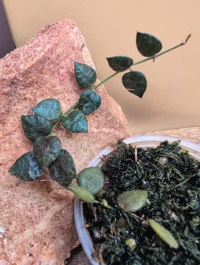 plant/Hirtusa-0-thumbnail