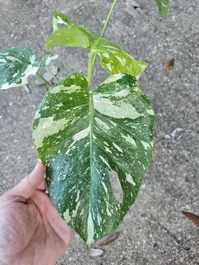 plant/Creme brulee thai constellation-0-thumbnail