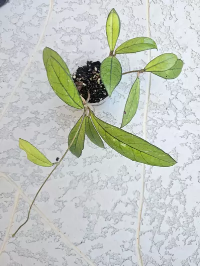 plant/Hoya Crassipetiolata-0-thumbnail