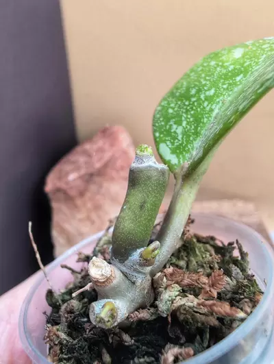 plant/Kerrii 'Mutelu Hearts' mutation-1-thumbnail