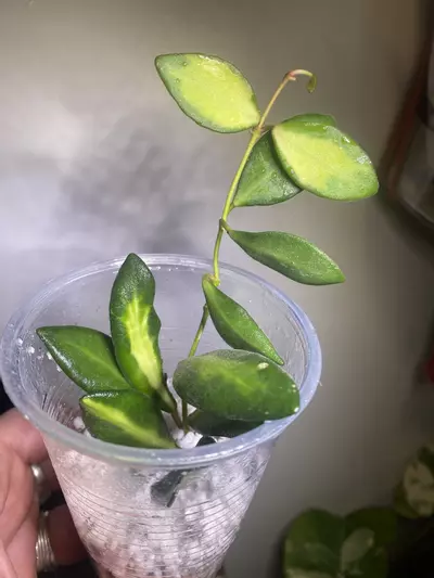 plant/Hoya var. burtoniae -0-thumbnail