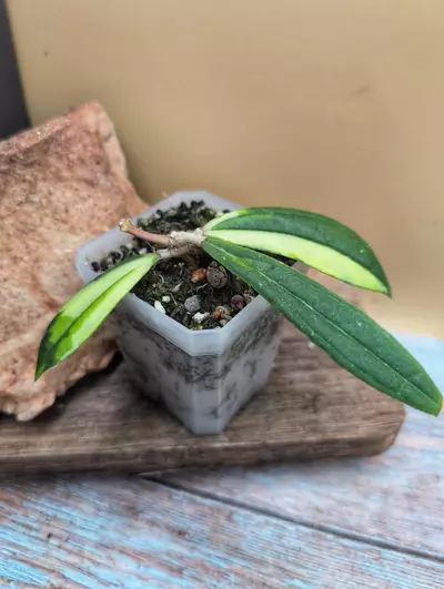 plant/Rigidifolia Variegated-0-thumbnail