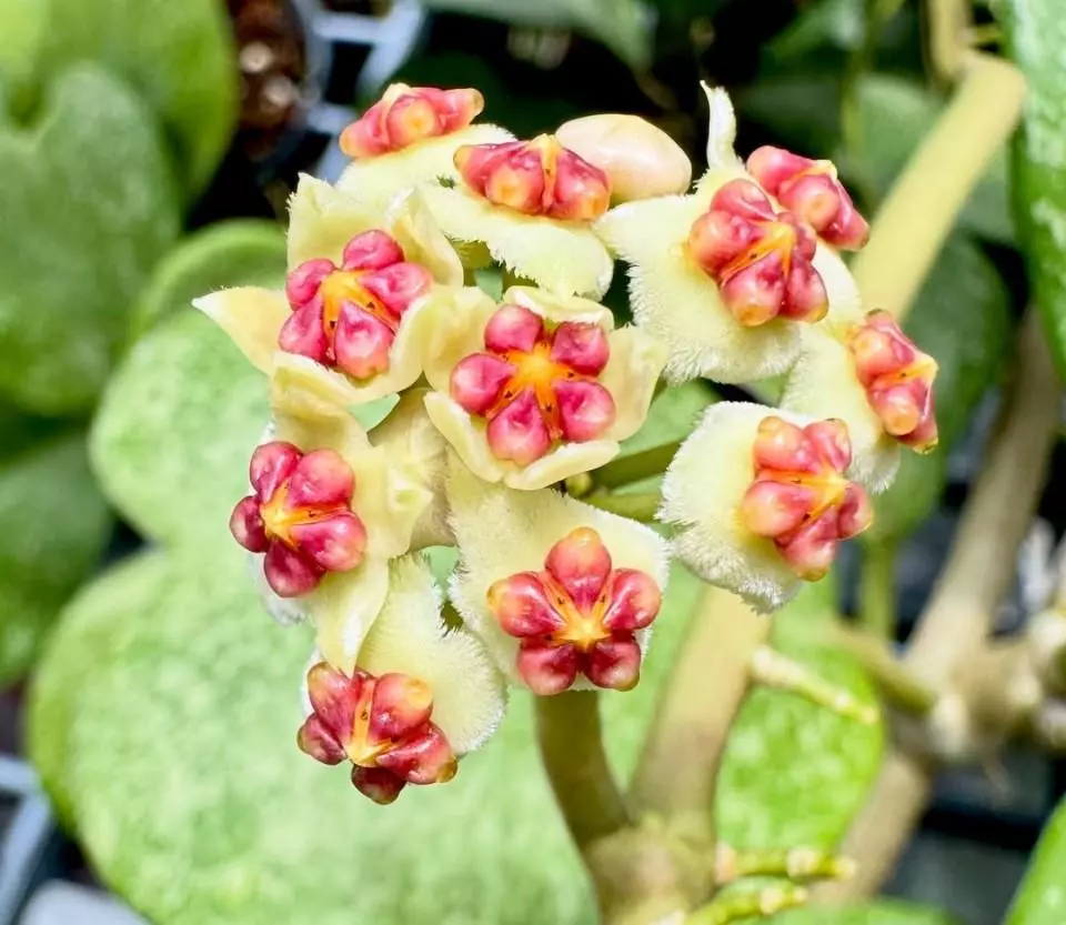 plant/Kerrii 'Mutelu Hearts' mutation-3