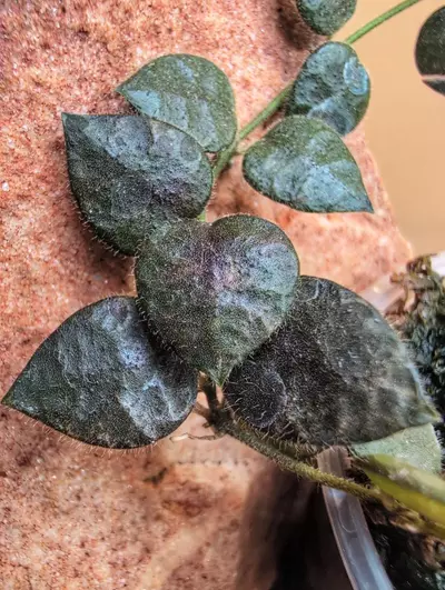 plant/Hirtusa-1-thumbnail