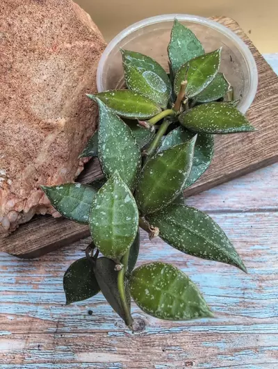 plant/Lacunosa (lost ID)-0-thumbnail