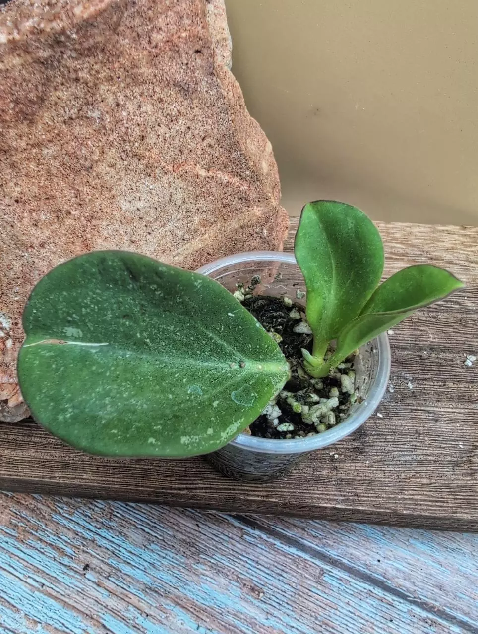 plant/Subquintuplinervis Splash-0