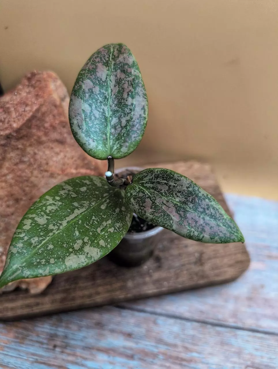 plant/Verticillata 'Pink Crush'-1