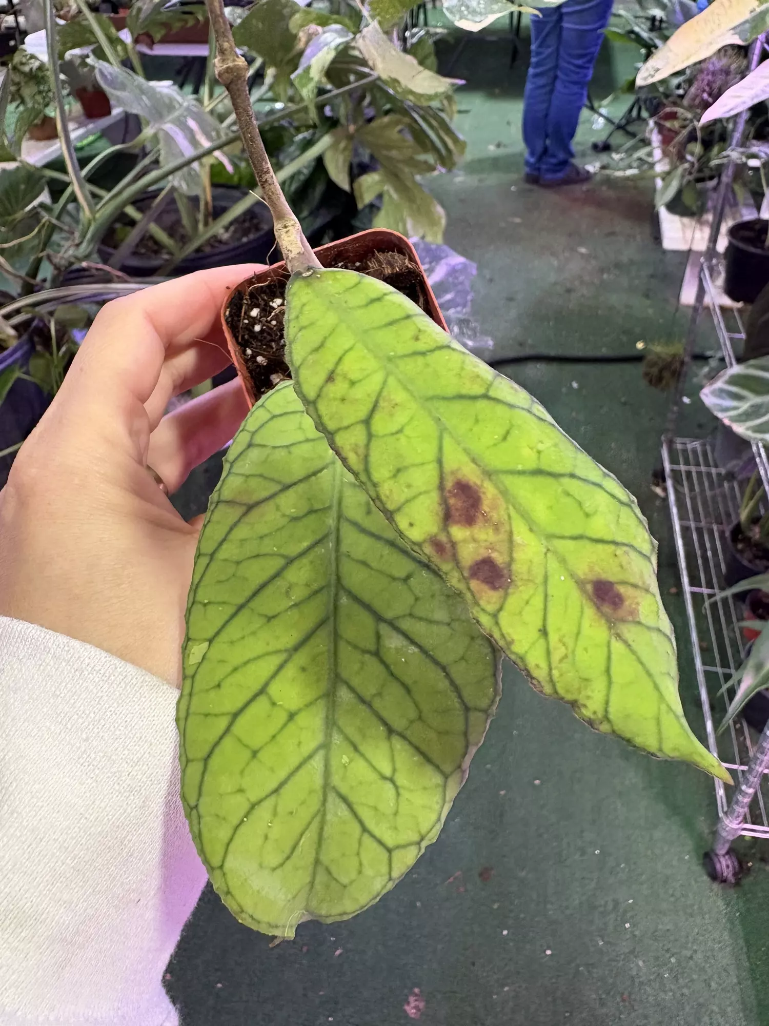 plant/Hoya sabah 3”-0