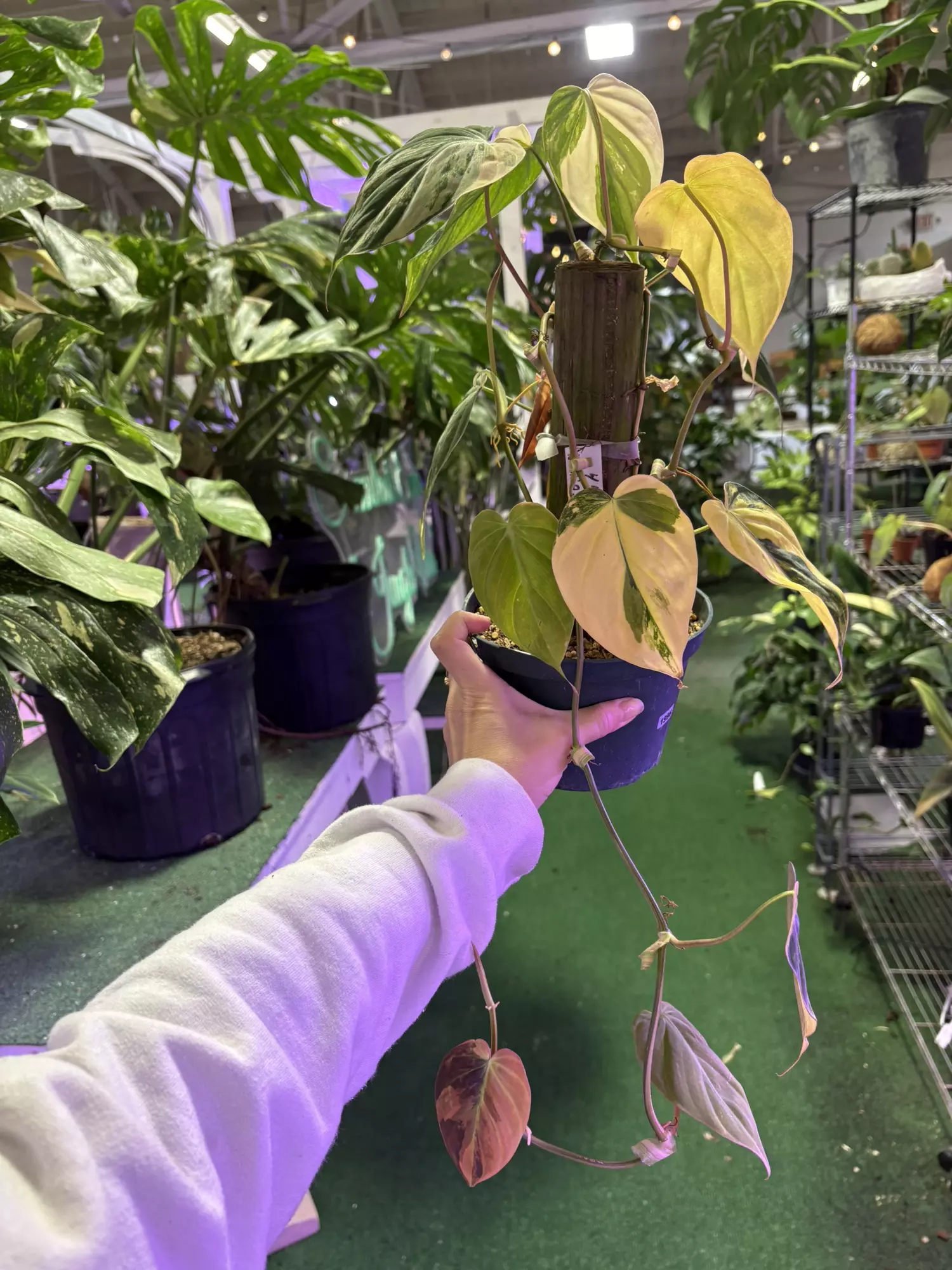 plant/Philodendron micans variegated 6”-0