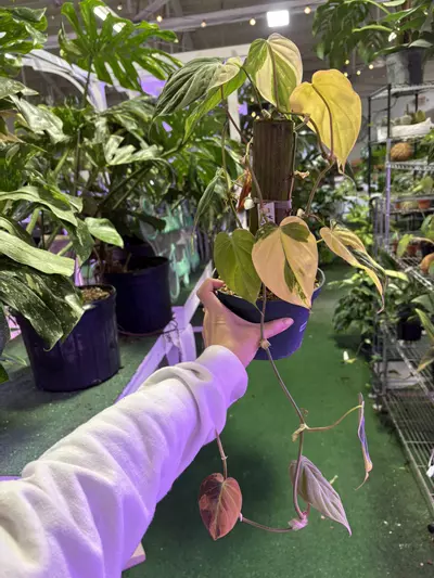 plant/Philodendron micans variegated 6”-0-thumbnail