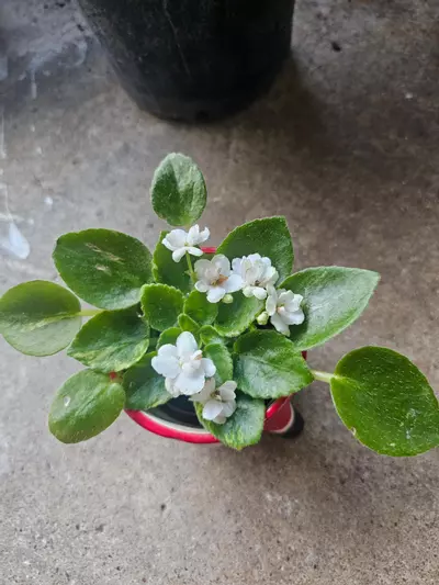 plant/Variegated African Violet noid-0-thumbnail