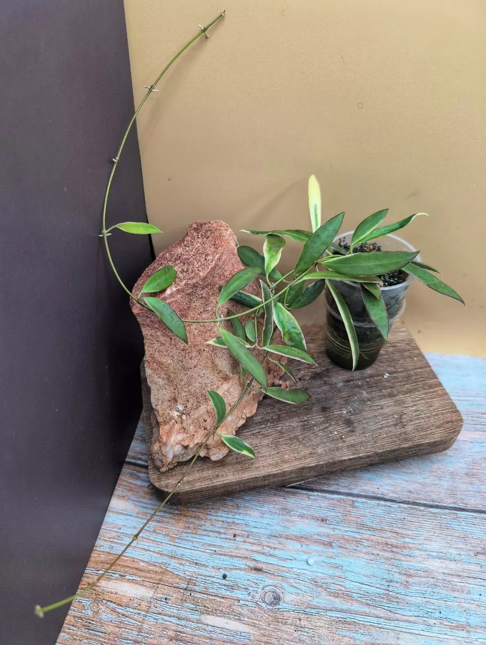 plant/Tsangi Albo (outer variegated)-0