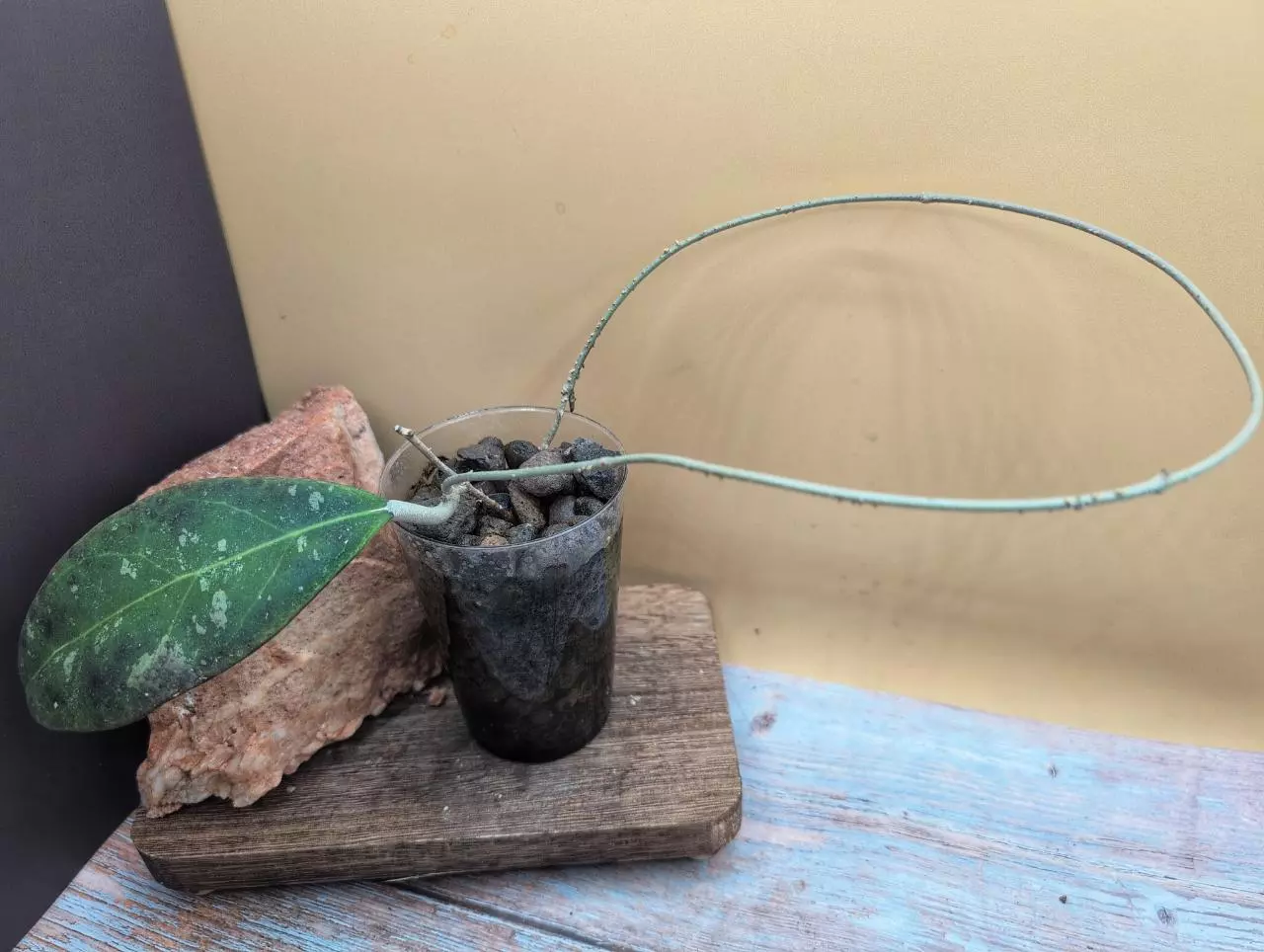 plant/Rintzii Borneo Splash-1