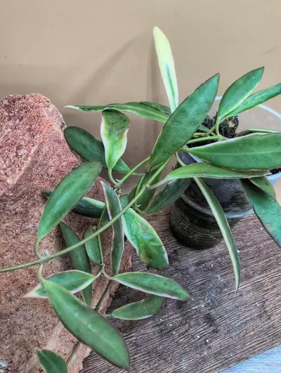 plant/Tsangi Albo (outer variegated)-1-thumbnail