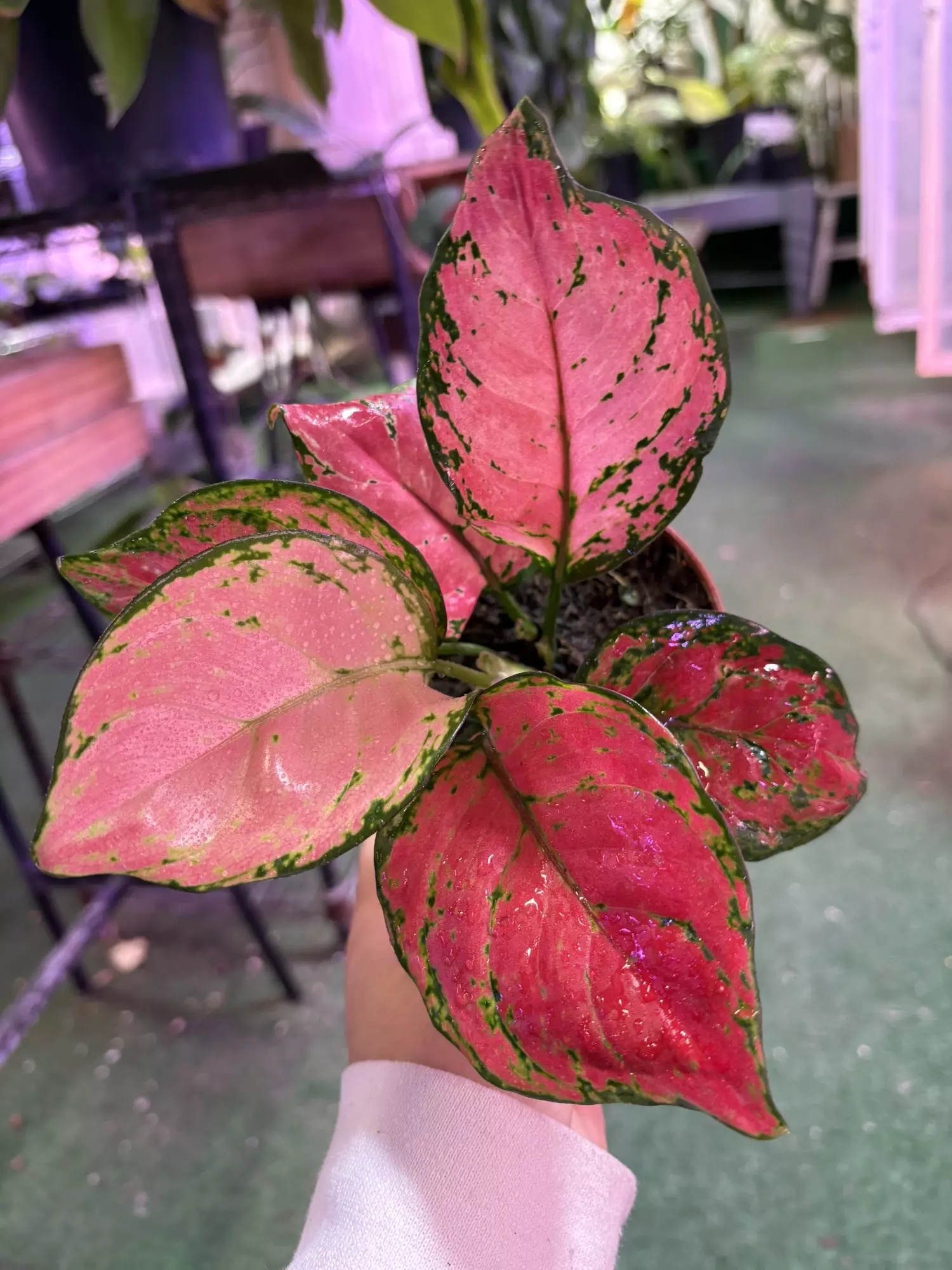 plant/Aglaonema Richard 4”-0